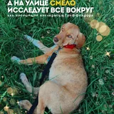 Гермиона, щенок 4