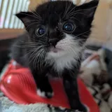 Котята: одна девочка и три мальчика 5