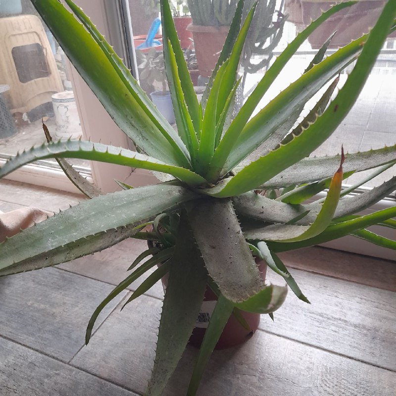 Алоэ, традисканция, денежные деревья, кактусы, пророщенные листья, герань