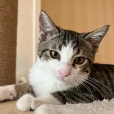 Котенок Тео 3
