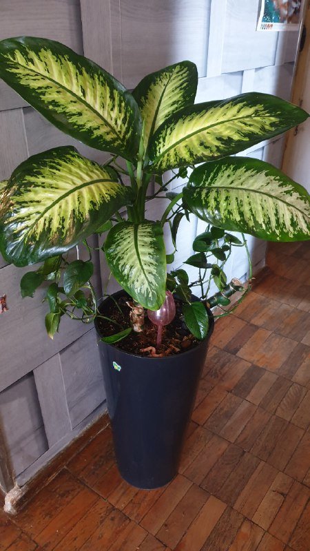 Диффенбахия, Сциндапсус