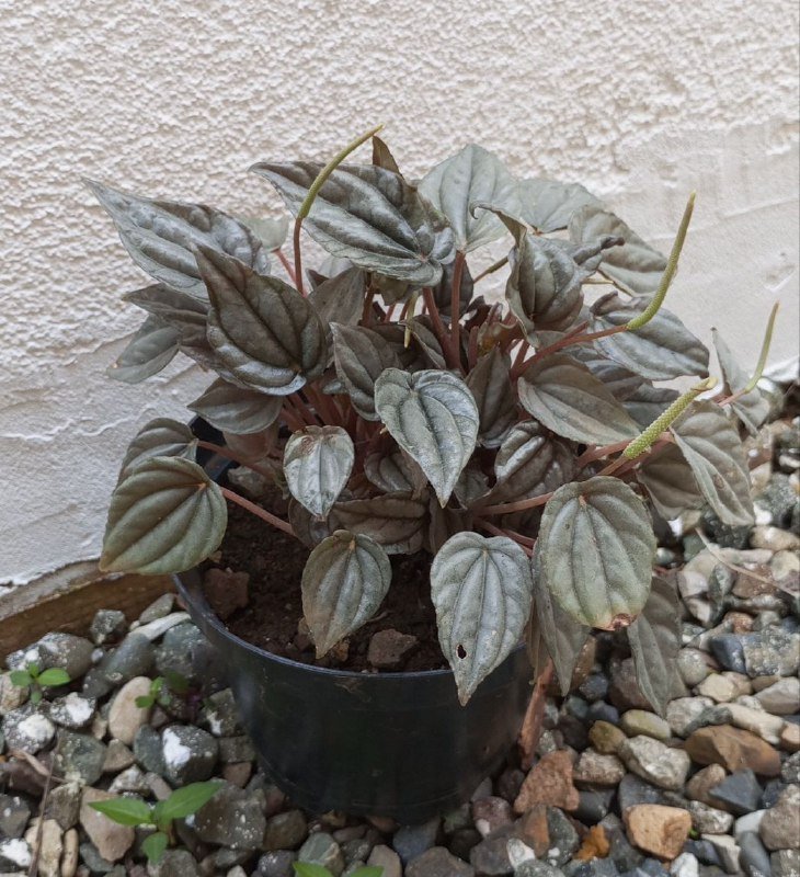 Авокадо, Пеперомия, Хлорофитум комнатные растения в горшках 3