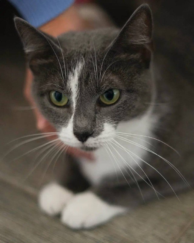 Кошечка Кассиопея для дома 3