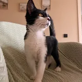Кошка Звёздочка 1