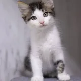 Котята 5