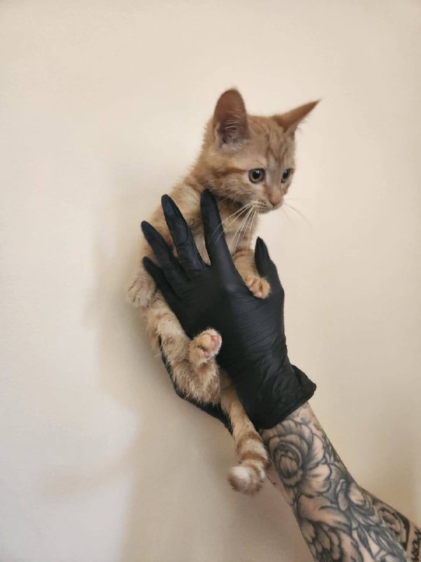 Котята 5