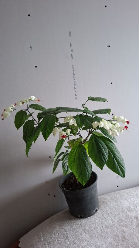 Монстера рафидофора, фикусы, клеоодендрум, папоротник, колеус, бегония, суккулентный садик 5