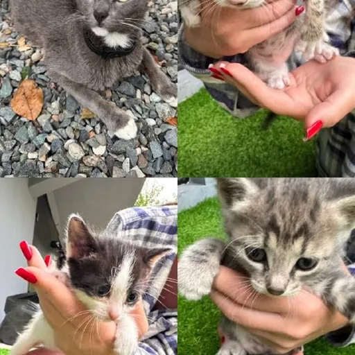 Кошка с котятами