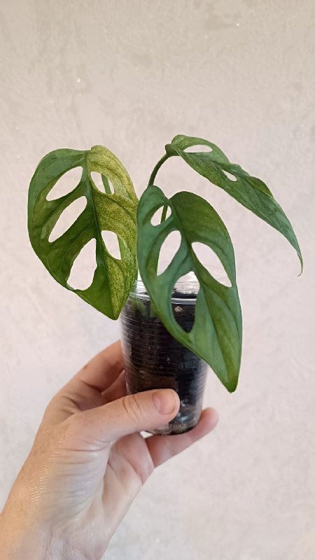 Монстера Манки вариегатная растение