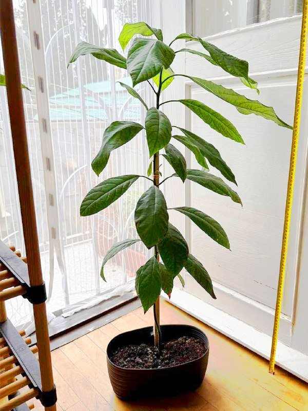 Цветы комнатные растения с горшками и кашпо 6