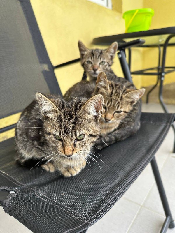 Котята бесплатно 8