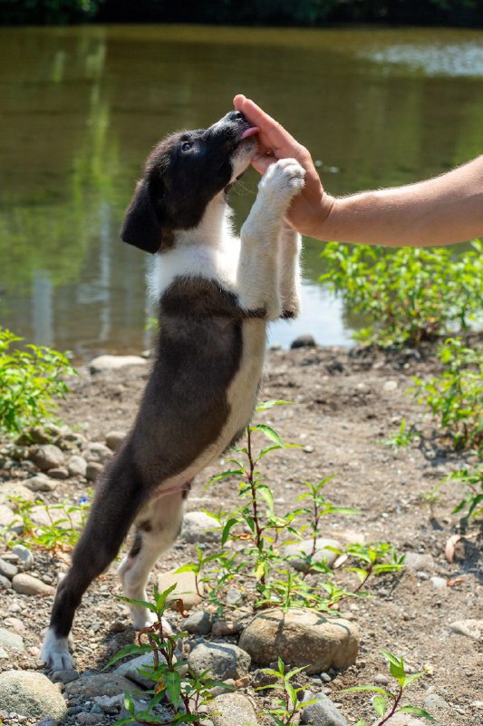 Щенок добермана мальчик 4 месяца 3