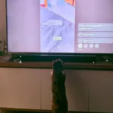 Кошка Кичи ищет дом 4