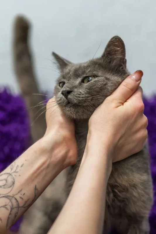 Нацу, спокойный взрослый кот 1