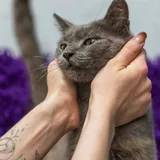 Нацу, спокойный взрослый кот 1