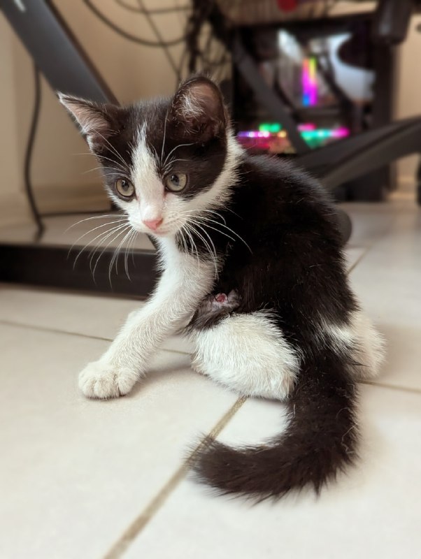 Котёнок мальчик 3 месяца, в добрые руки 2