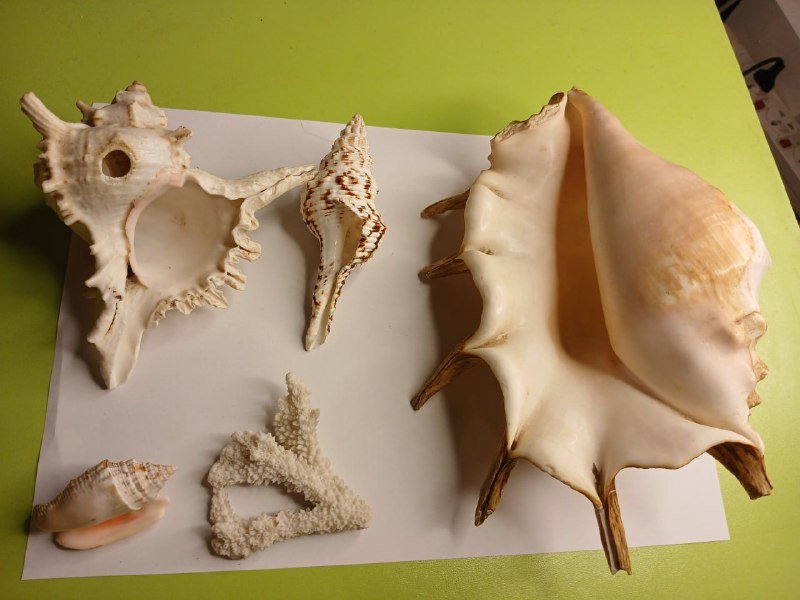 Морские раковины Lambis truncata, Charonia tritonis и коралл 7