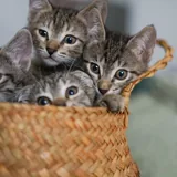 Котята 6