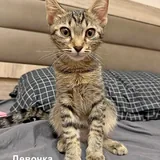 Котята 6