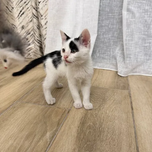 Patch the kitten is looking for a family