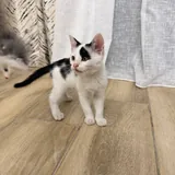 Patch the kitten is looking for a family 1