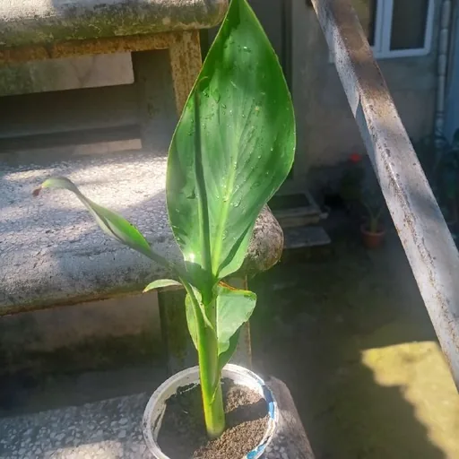 Канна