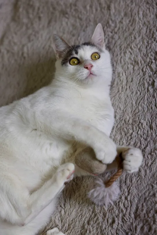 Кот Беляшик ищет дом 1