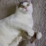 Кот Беляшик ищет дом 1