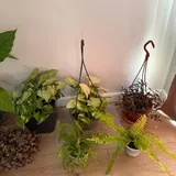 Комнатные растения, домашние цветы 2