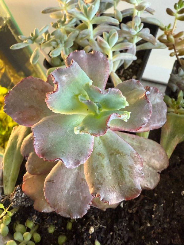 Домашние растения гибазис, традесканция, каллизия, колоказия, суккуленты, кактус, черенки хлорофитум, колеус 6