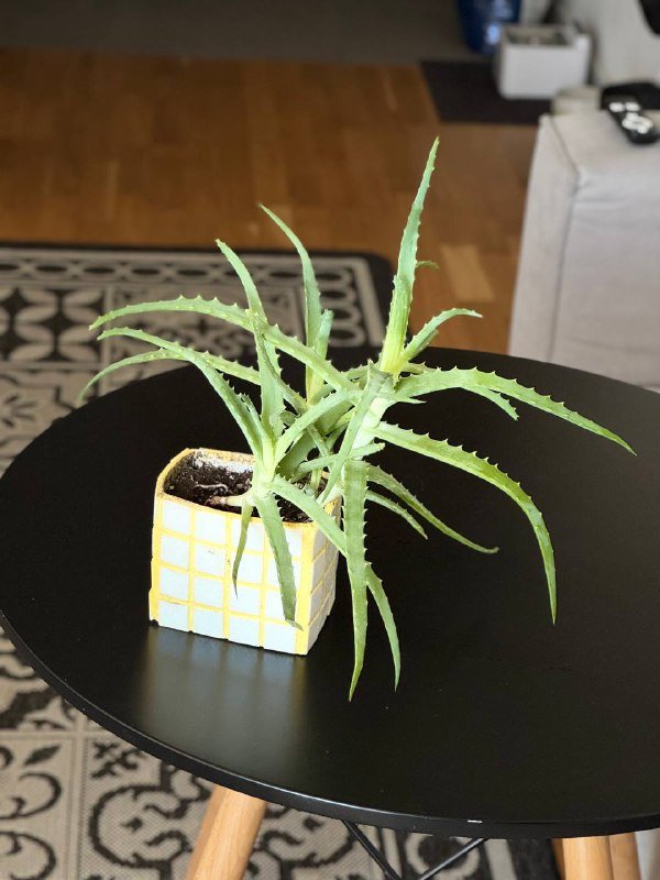 Цветы в горшках, Толстянка, Фикус, Спатифиллум, Алоэ, Бегония 5