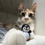 Кошка Флаффи 2