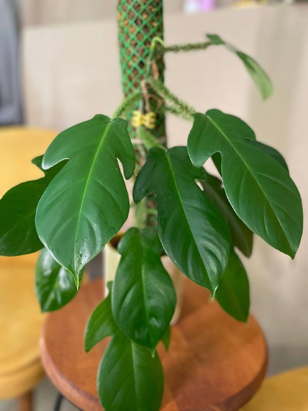 Philodendron squamiferum, Philodendron Florida goest, Аглаонема Мария Кристина, Диффенбахия