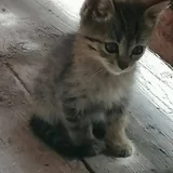 Котята 3