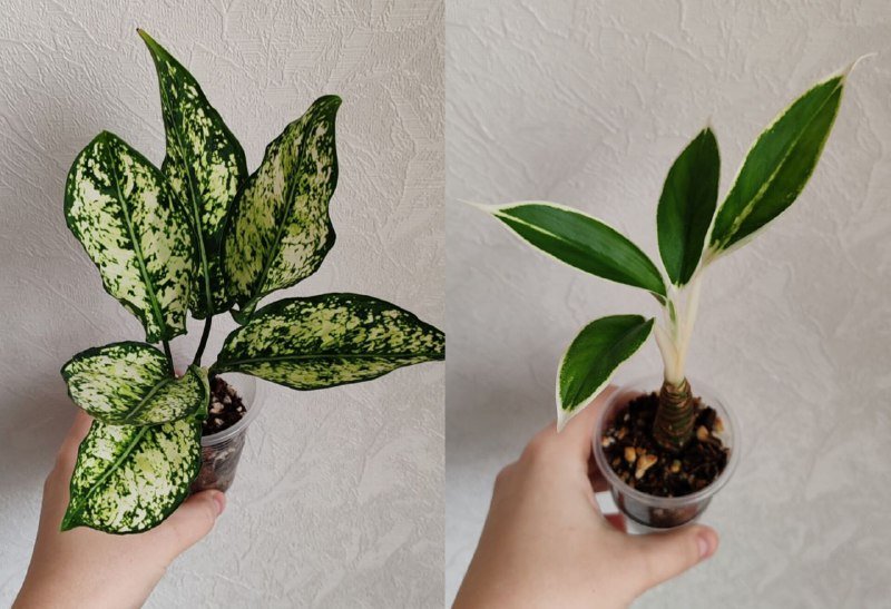 Комнатные растения 6