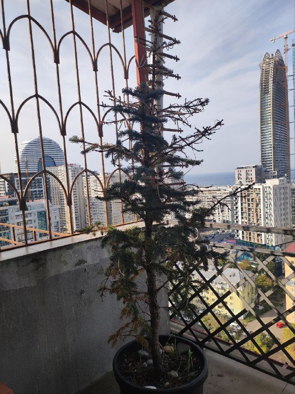 Драцены большая, с красным цветком, денежное дерево, авокадо, весенние цветы, живая ёлка 8