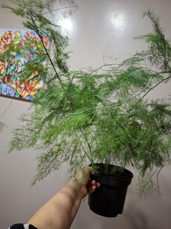 Монстера, рафидофора, хлорофитум, аспарагус, каланхоэ, суккулент, фикус, диффенбахия 3