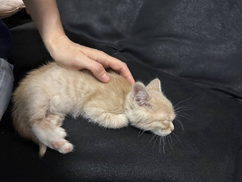 Персиковое чудо Паудер котёнок ищет дом 4