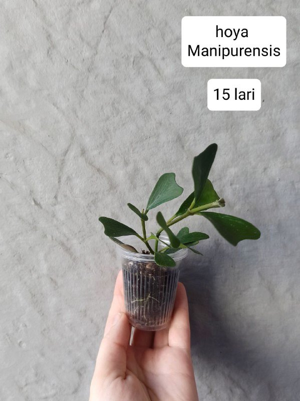 Хои и бегонии в горшках 5