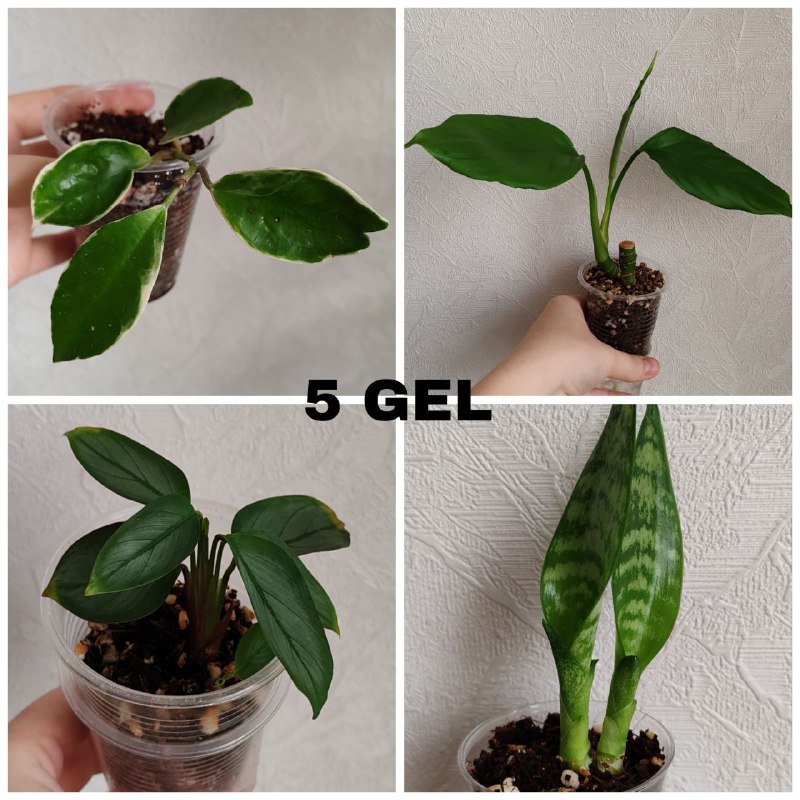 Комнатные растения 2