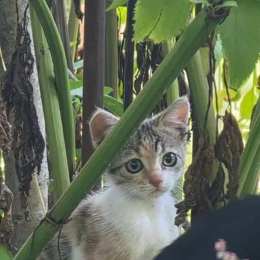 Котенок