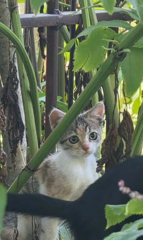 Котенок