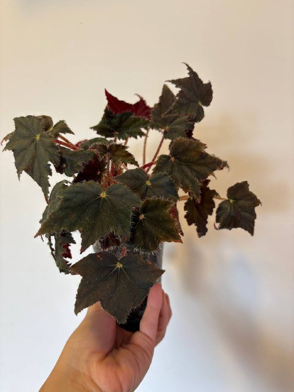 сансевиерия бонсцеленсис, гуэрния зебрина вариегатная, бегонии 4