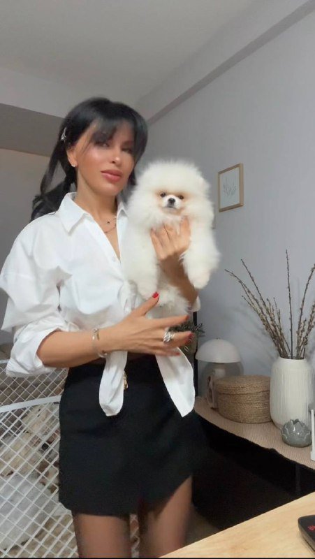 Померанский щенок медвежьего типа