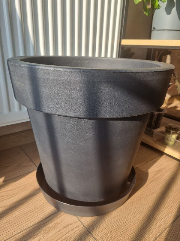 Алоказия Юкатан Принцесс, цветочные горшки пластиковые 8