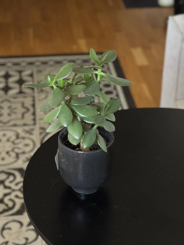 Цветы в горшках, Толстянка, Фикус, Спатифиллум, Алоэ, Бегония