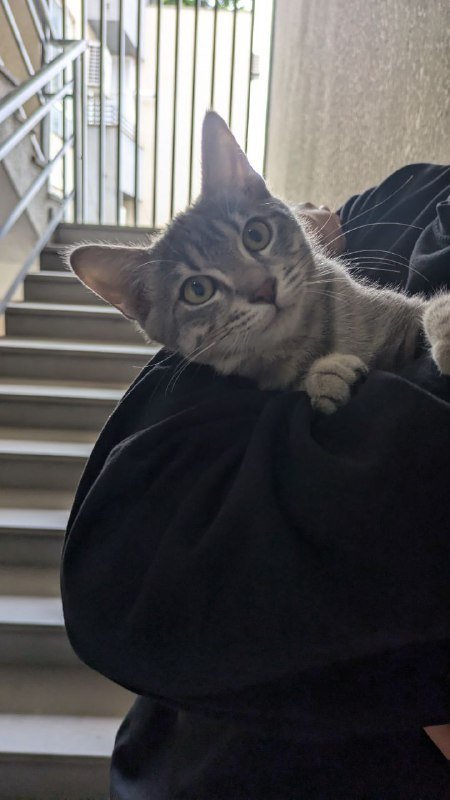 Кошечка Миледи Роби для заботливых хозяев