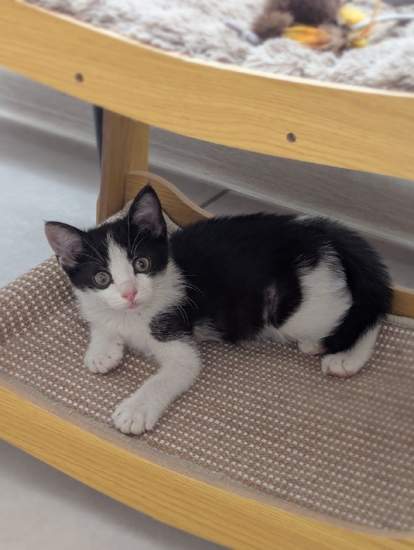 Котёнок ищет родителей 3