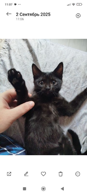Отдам котенка мальчика 3 месяца