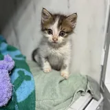 Котенок Шмат 3